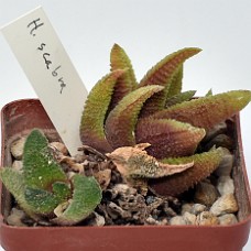 16b_750_6395