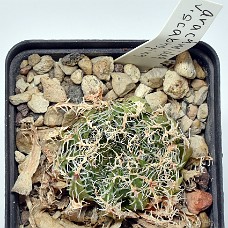 20c_750_6445