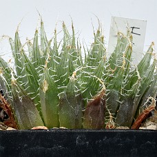 21a_750_6449