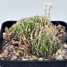 25b_750_6475