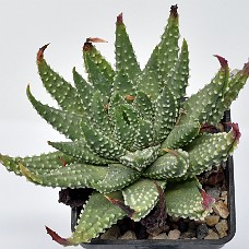 27c_750_6495