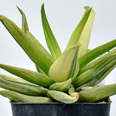 29a_750_6503