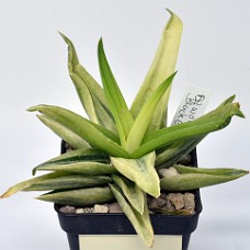 29b_750_6505