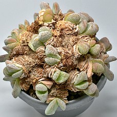 02_750_9303C