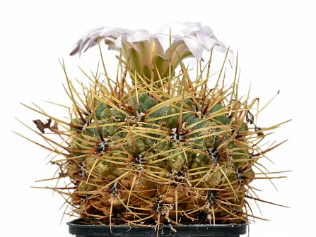 Kaktus01