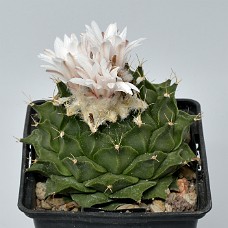 03_750_9845B