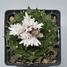 03_750_9850C
