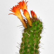 02_750_2584_