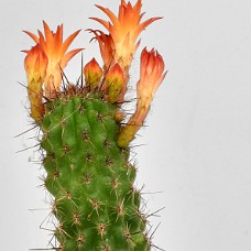 03_750_2597_