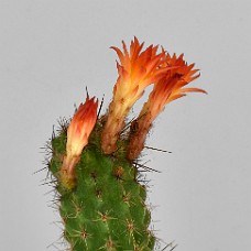 04b_750_2521_01b