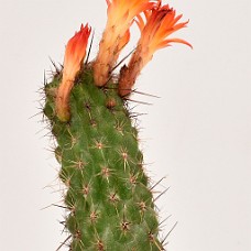 750_2628b2