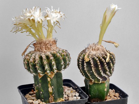 Afblomstring