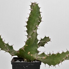750_3889_ub
