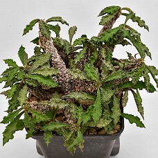 750_3904_ub