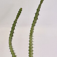 750_3922b_wb1b