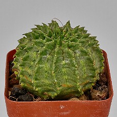 750_3934_BWBd2