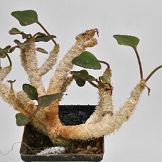 750_3942_wb