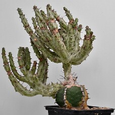 750_4020_wb