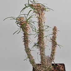 750_4050_wb