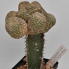 750_4095_wb