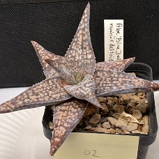 02b_AltidUskarp_750_4256 Altid uskarp3