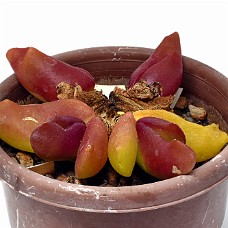 03_750_9313B_Select subj + Inv selection + Overstyr bagg med LightEQ