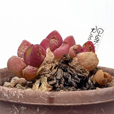 04_750_9323A_Select subj + Inv selection + Overstyr bagg med LightEQ