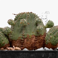 p02_750_2921_01b_HvidHimmel