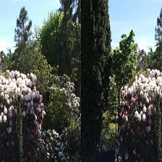 DSCF8607